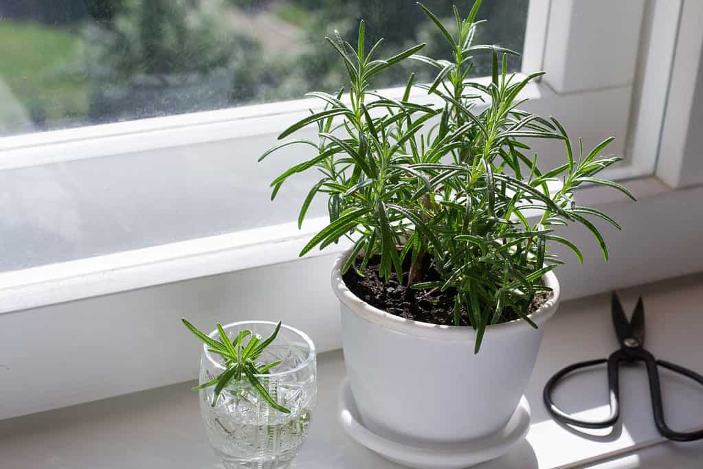 Plant of rosemary in pot and rosemary stalk in glass for rooting