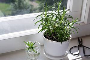 How to Grow Rosemary Indoors: Easy to Follow Steps for a Thriving Plant Picture