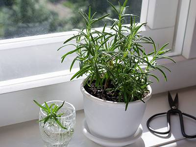 A How to Grow Rosemary Indoors: Easy to Follow Steps for a Thriving Plant