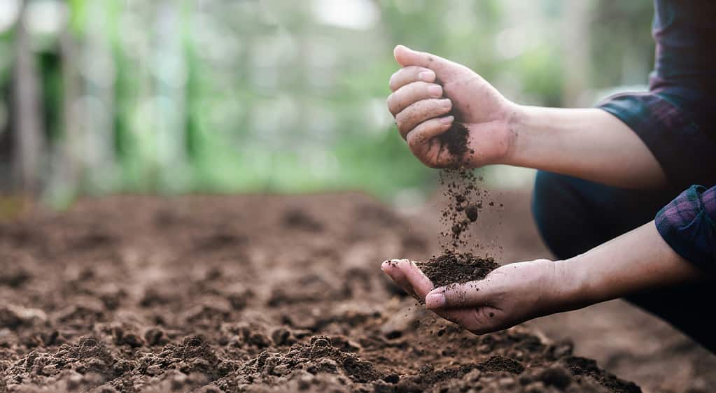 Burying a dead goldfish in your yard or within a potted plant is a more dignified solution than the toilet.