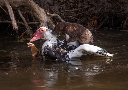 brown mink out in a natural environment killing a muscovy duck