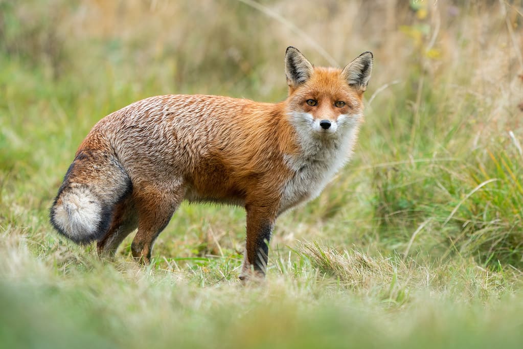 Red Fox