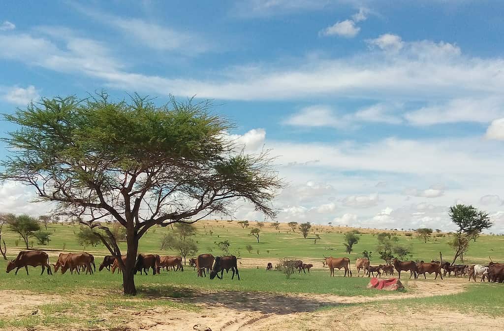 Very beautiful landscape with cows in the village of "Dourwanga" in the northeast of Niger