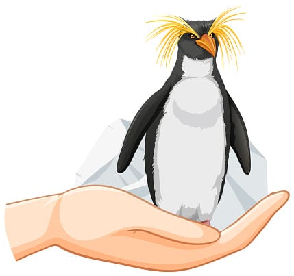 Rockhopper penguin standing on human hand