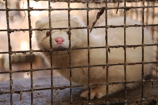 Mink farm. Production of elite fur. Animal in a cage, in the hands of a man.