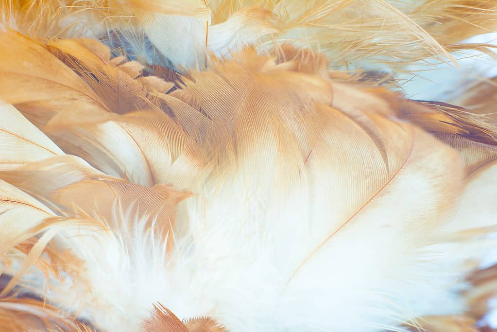 Bohemian boho style vintage color trends ,Chicken feather texture background,Interior soft luxury brown heaven angels,Modern image used for fashion design living room,office and others