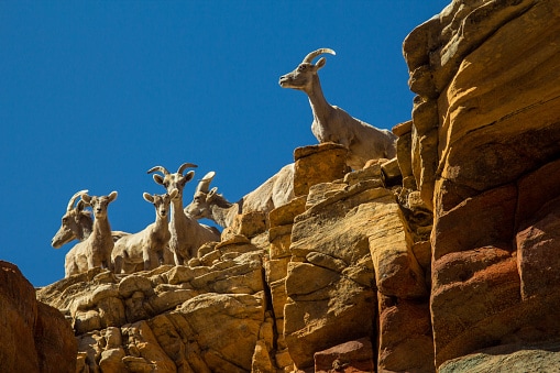 Family of big horn sheep on cliff