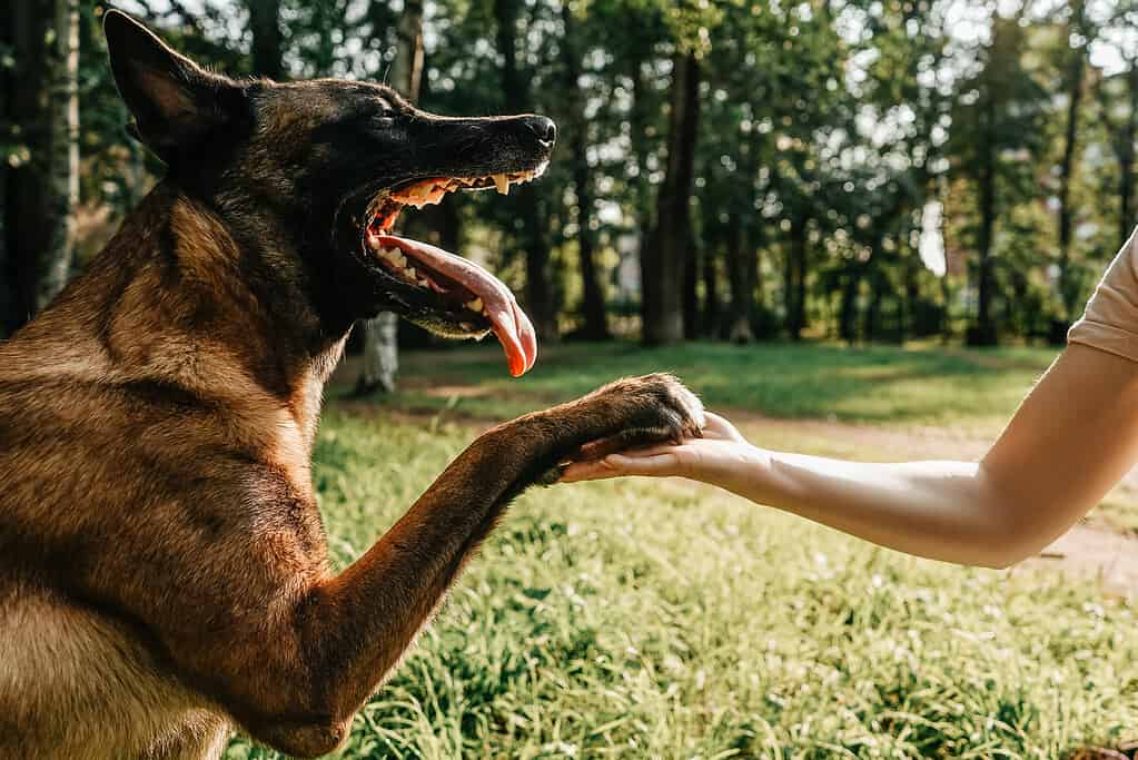 Dog's paw and woman's hand in park.