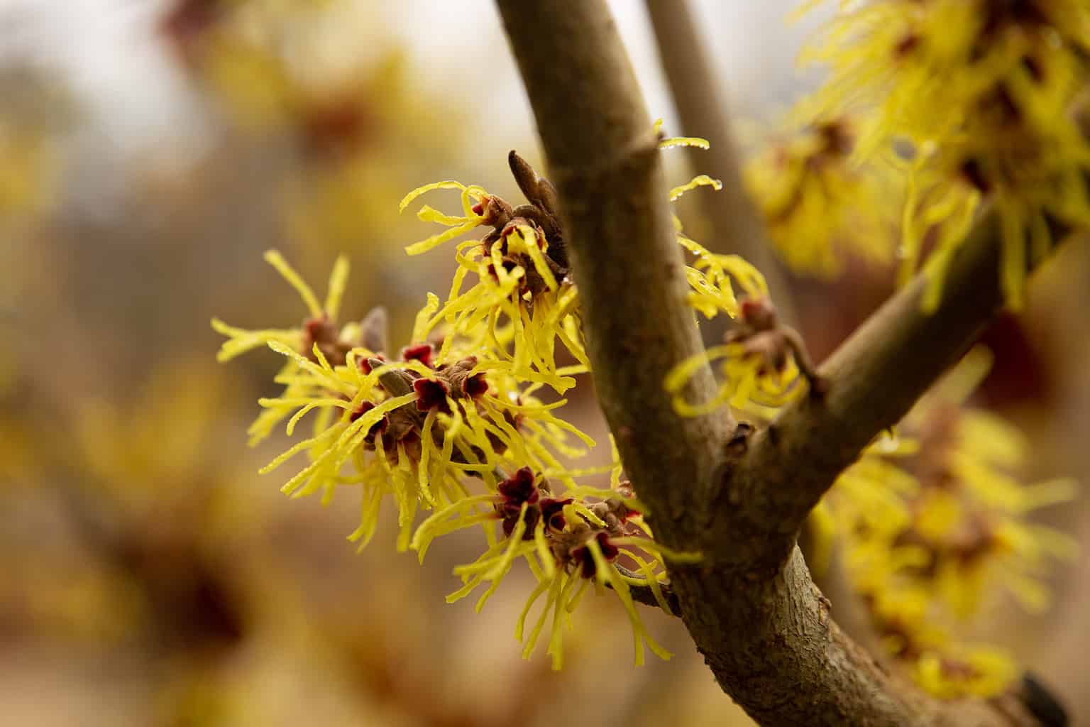 The Best 15 Flowering Trees for Ohio Yards - A-Z Animals