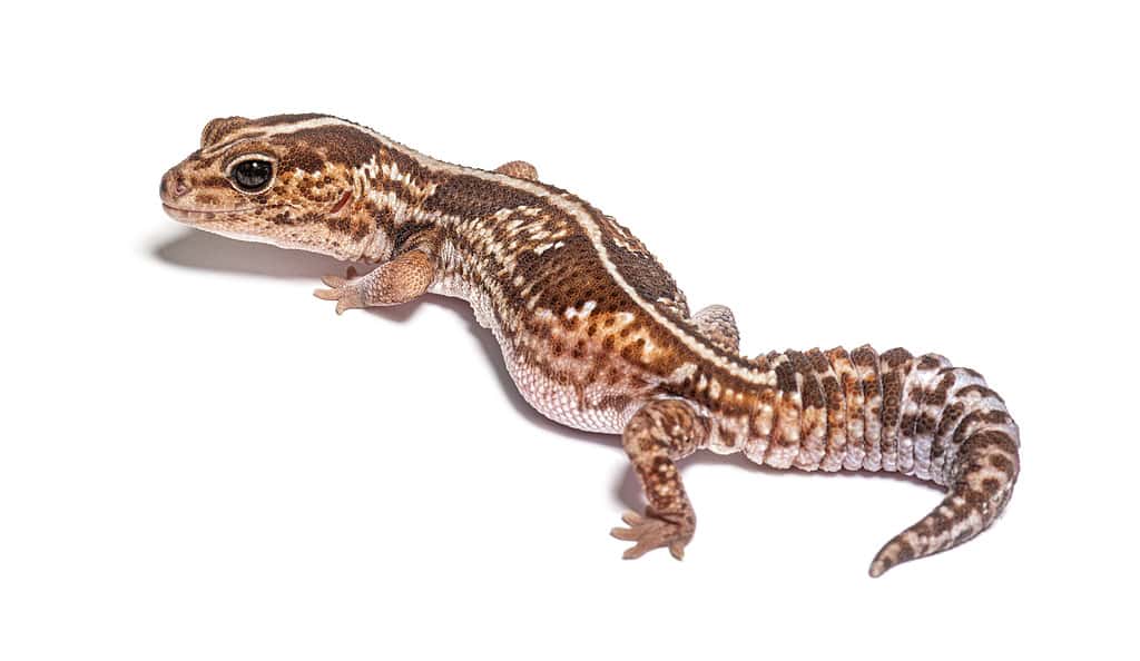 High view and rear view of an african fat-tailed gecko, Hemitheconyx caudicinctus