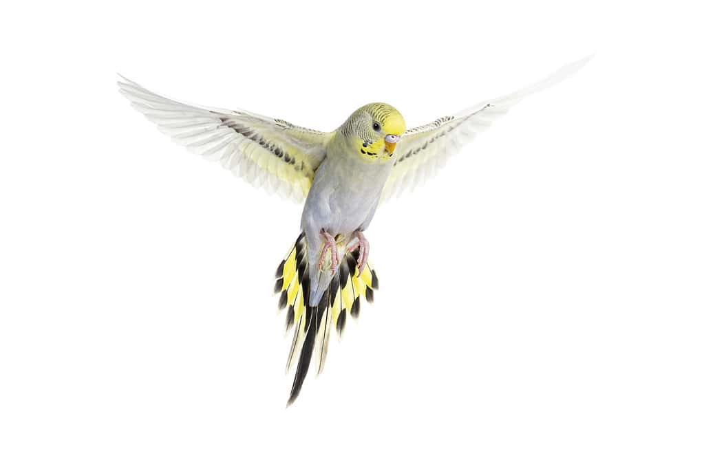 grey rainbow Budgerigar bird flying wings spread, isolated on white