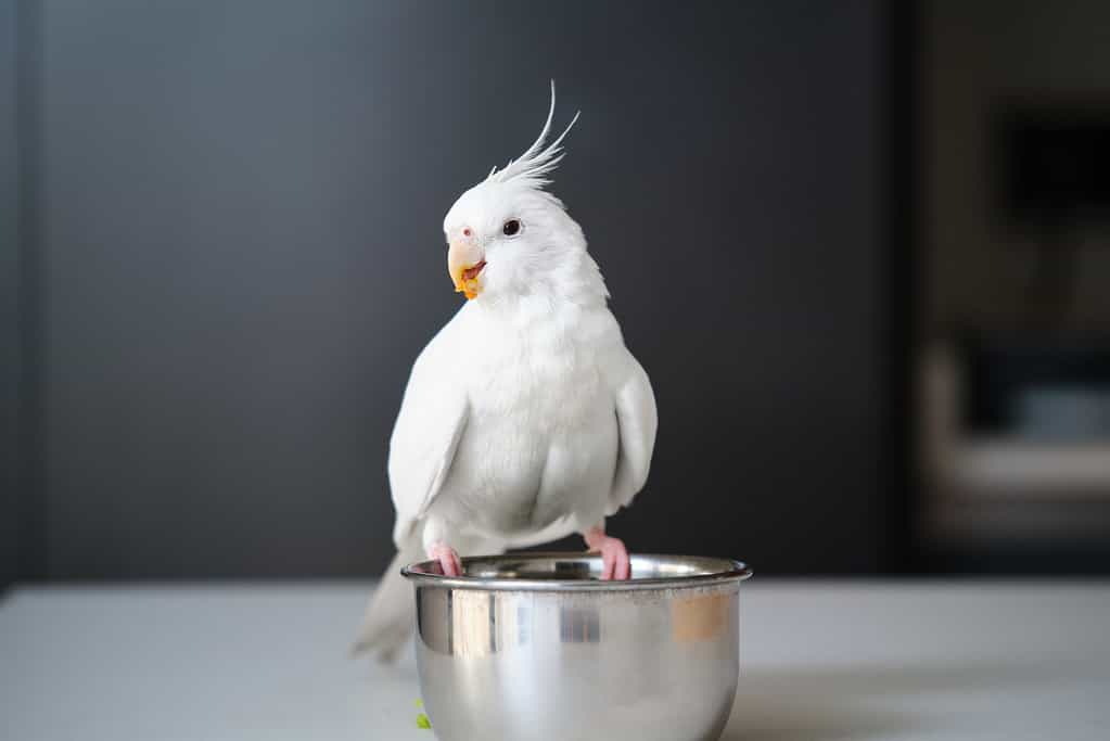 Albino cockatiel eating vegetables.