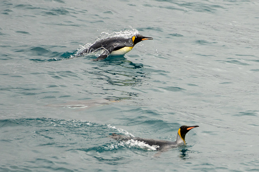 swimming king penguin (APTENODYTES PATAGONICUS) in water