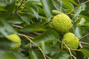 Do Hedge Apples Keep Pests Away? The Answer Might Surprise You Picture