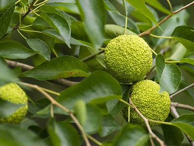 A Do Hedge Apples Keep Pests Away? The Answer Might Surprise You