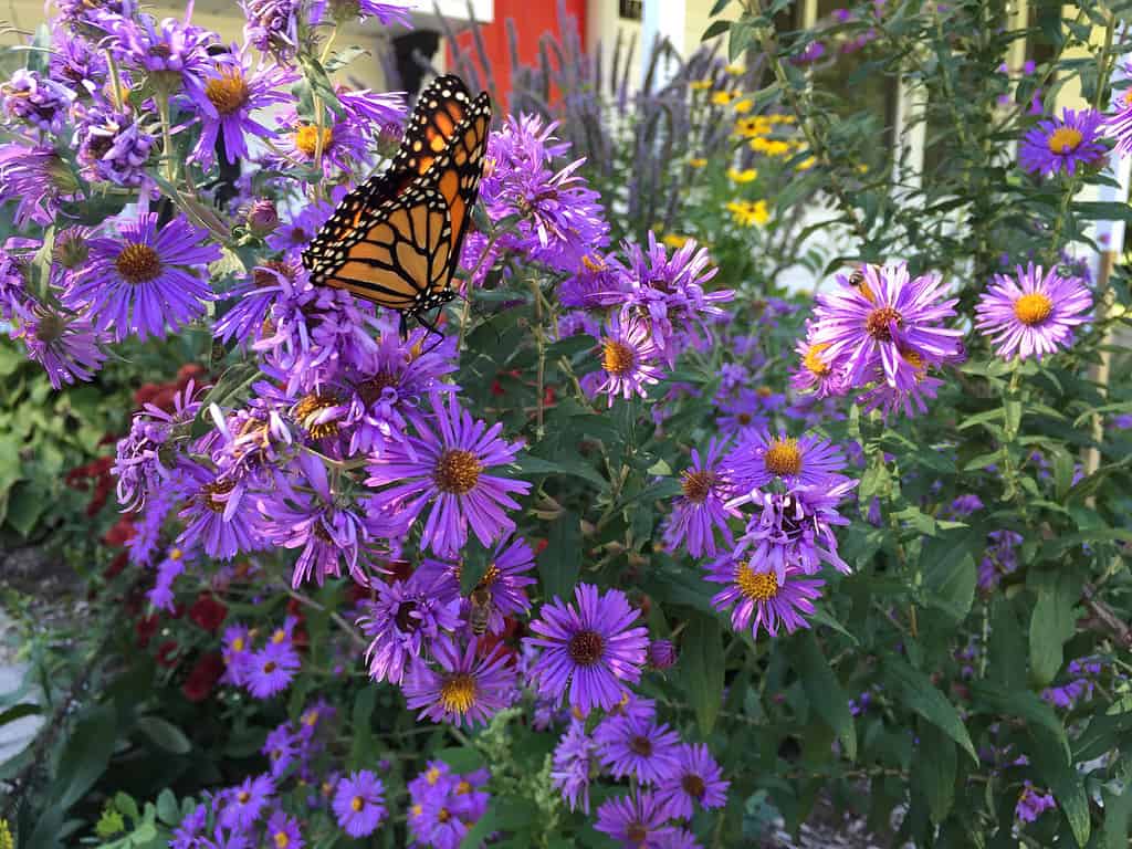 New England Aster, Aster, Butterfly - Insect, Color Image, Flower