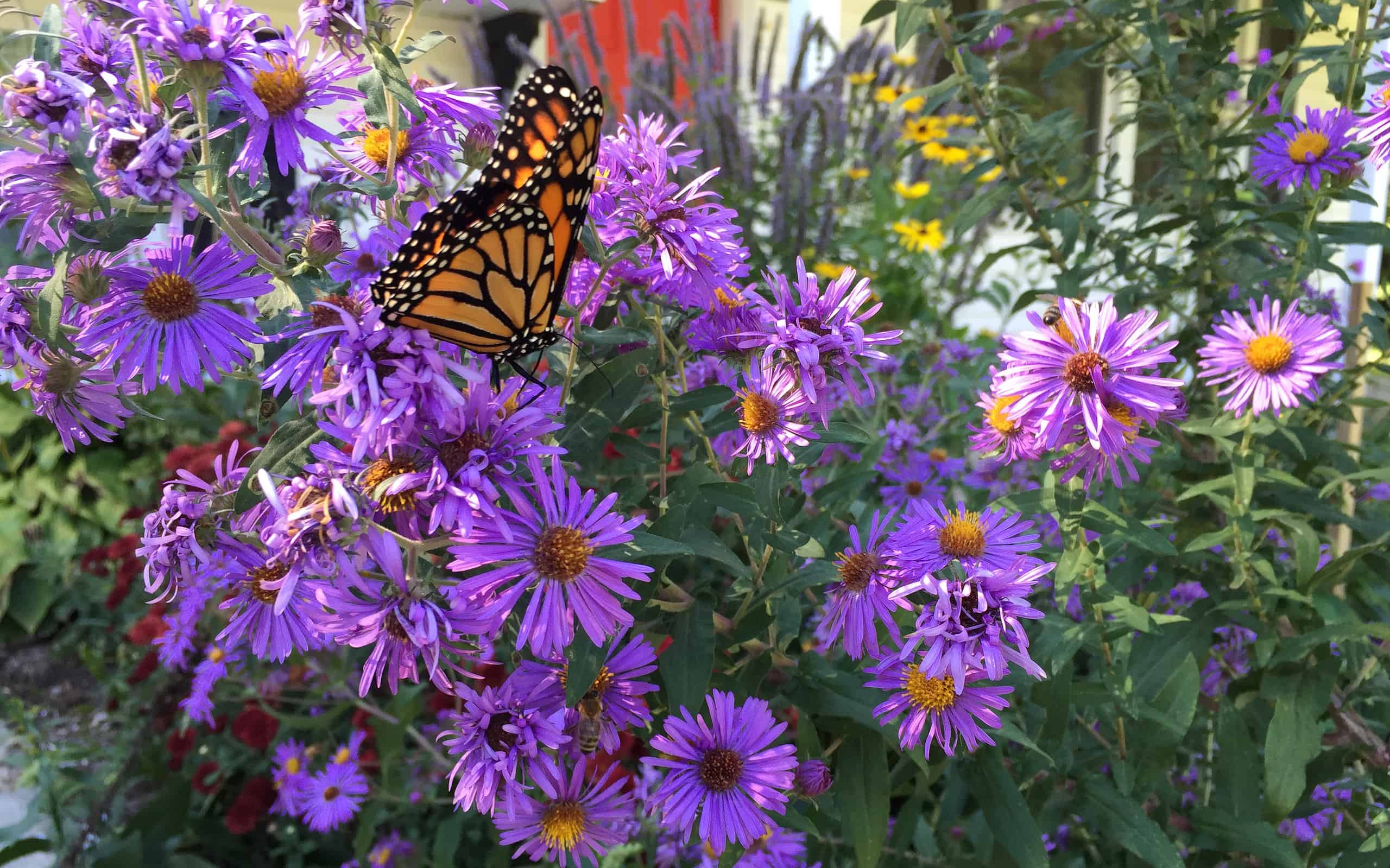 New England Aster, Aster, Butterfly - Insect, Color Image, Flower