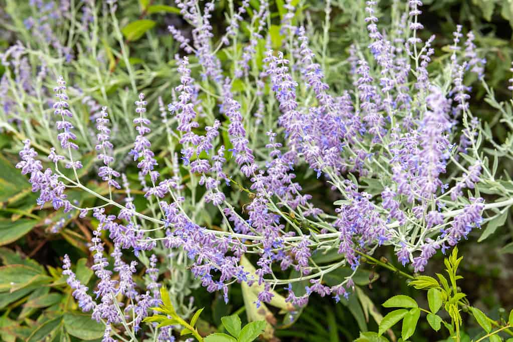 Sage, Beauty, Beauty In Nature, Botany, Branch - Plant Part