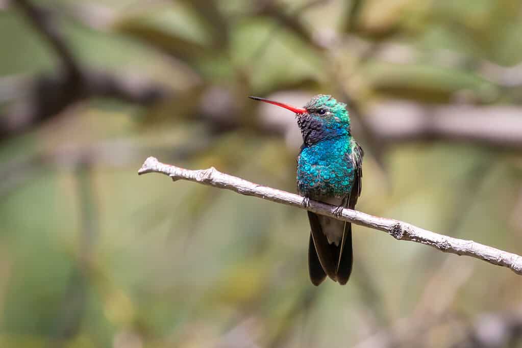 broad-billed hummingbird