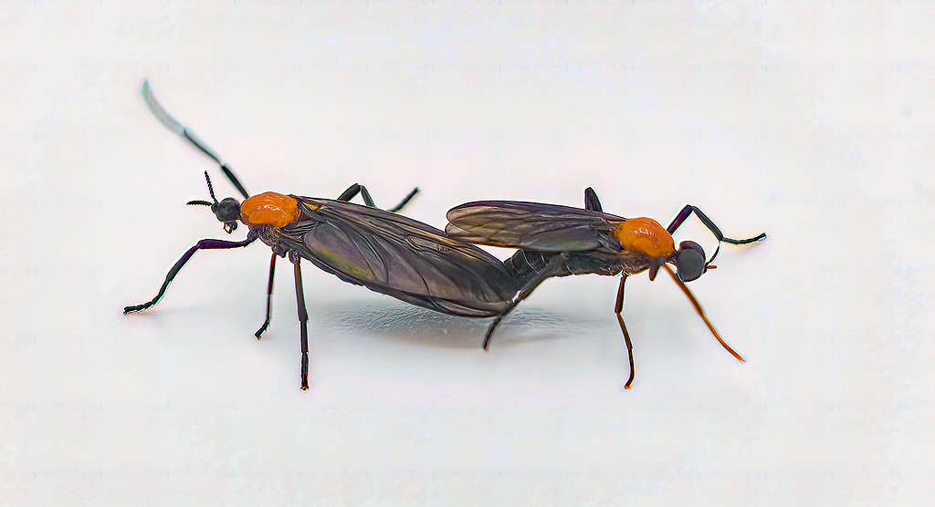 pair of mating Lovebugs - Plecia nearctica - a species of march fly found in parts of Central America and the southeastern United States,  isolated on white