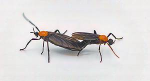 Love Bug Season in Florida: What They Are and Why It Happens Picture