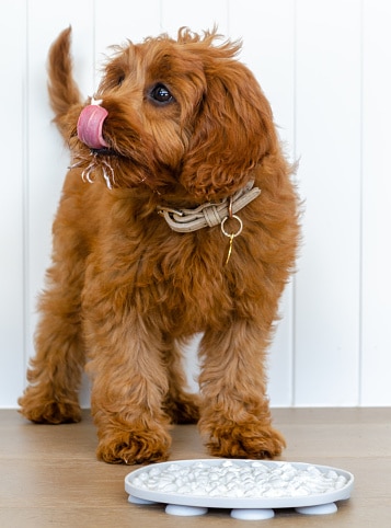 Cavapoo Puppy Licking Yoghurt Off Nose