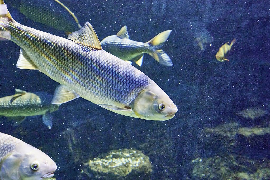 The white cupid Ctenopharyngodon idella is a species of ray-finned fish of the Cyprinid family, the only species of the genus Ctenopharyngodon swimming in water