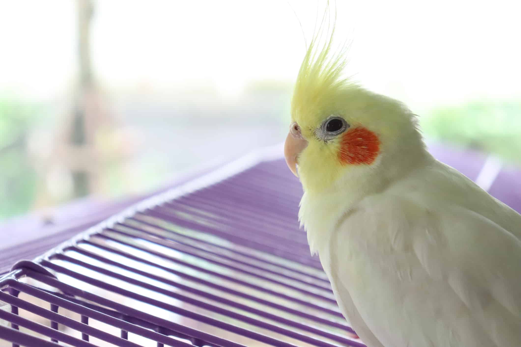 Lutino cockatiel having orange round cheek, beauty feather on the head and creamy beak with copy space on the left
