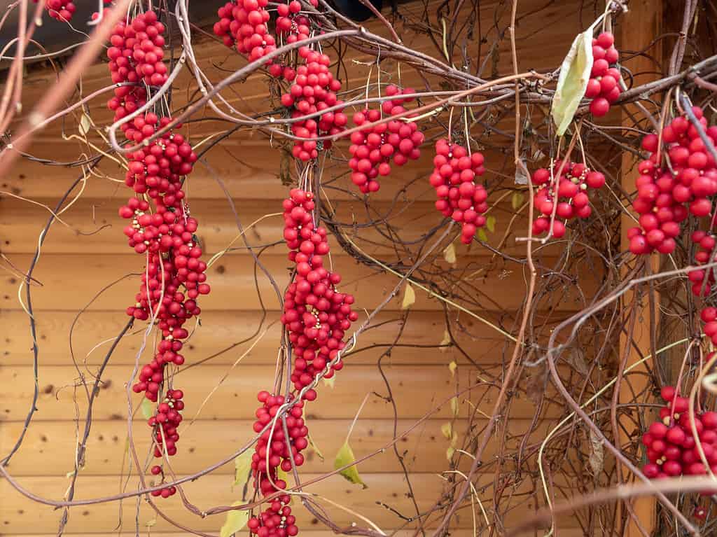 Schisandra chinensis or five-flavor berry on a branch. Fresh red ripe berries in garden.