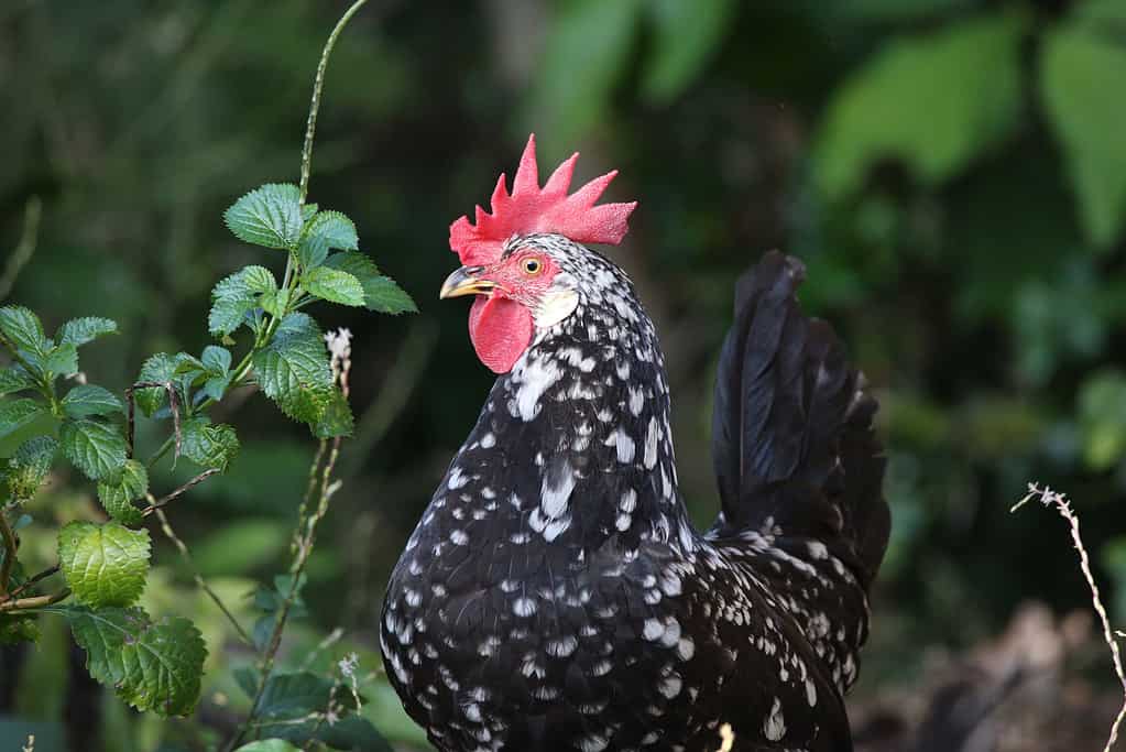 Closeup of Ancona chicken looking around in the wilderness
