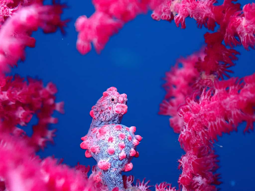 colorful seahorses