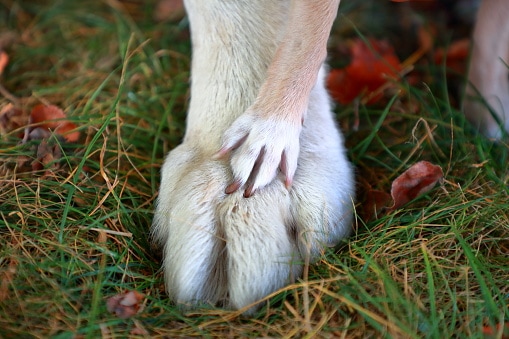 Funny dog's paw of Labrador Retriever and Chihuahua together.