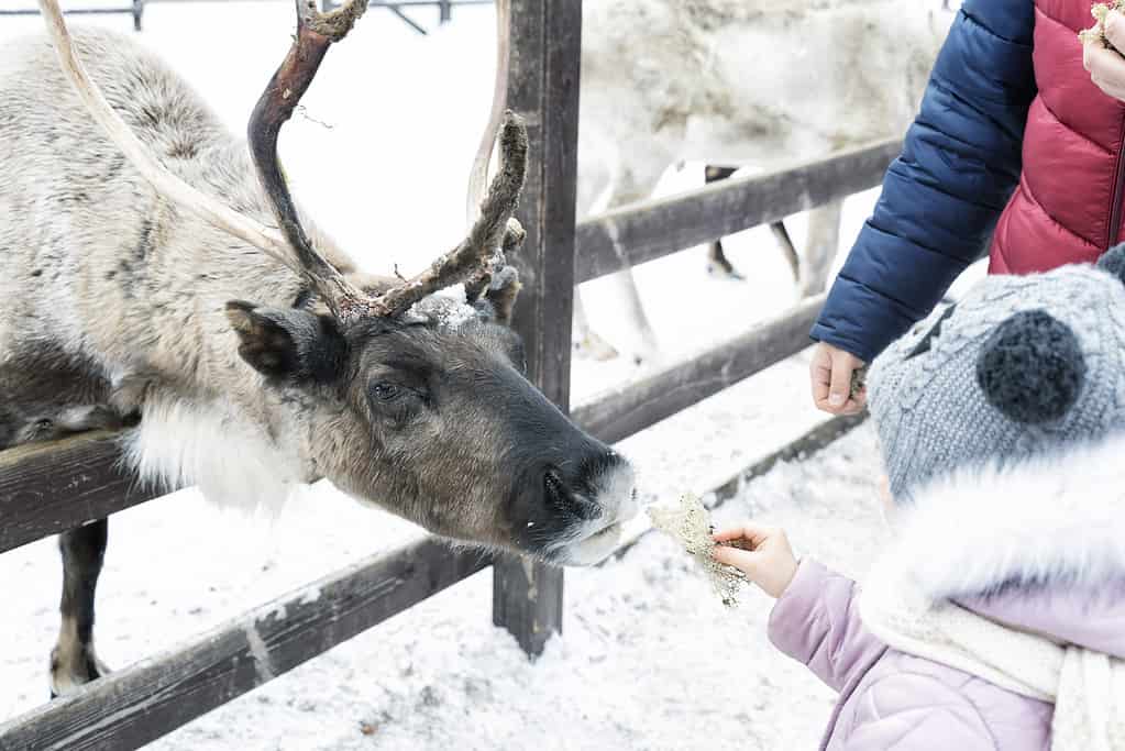 Reindeer are animals with coats that change color in the winter.