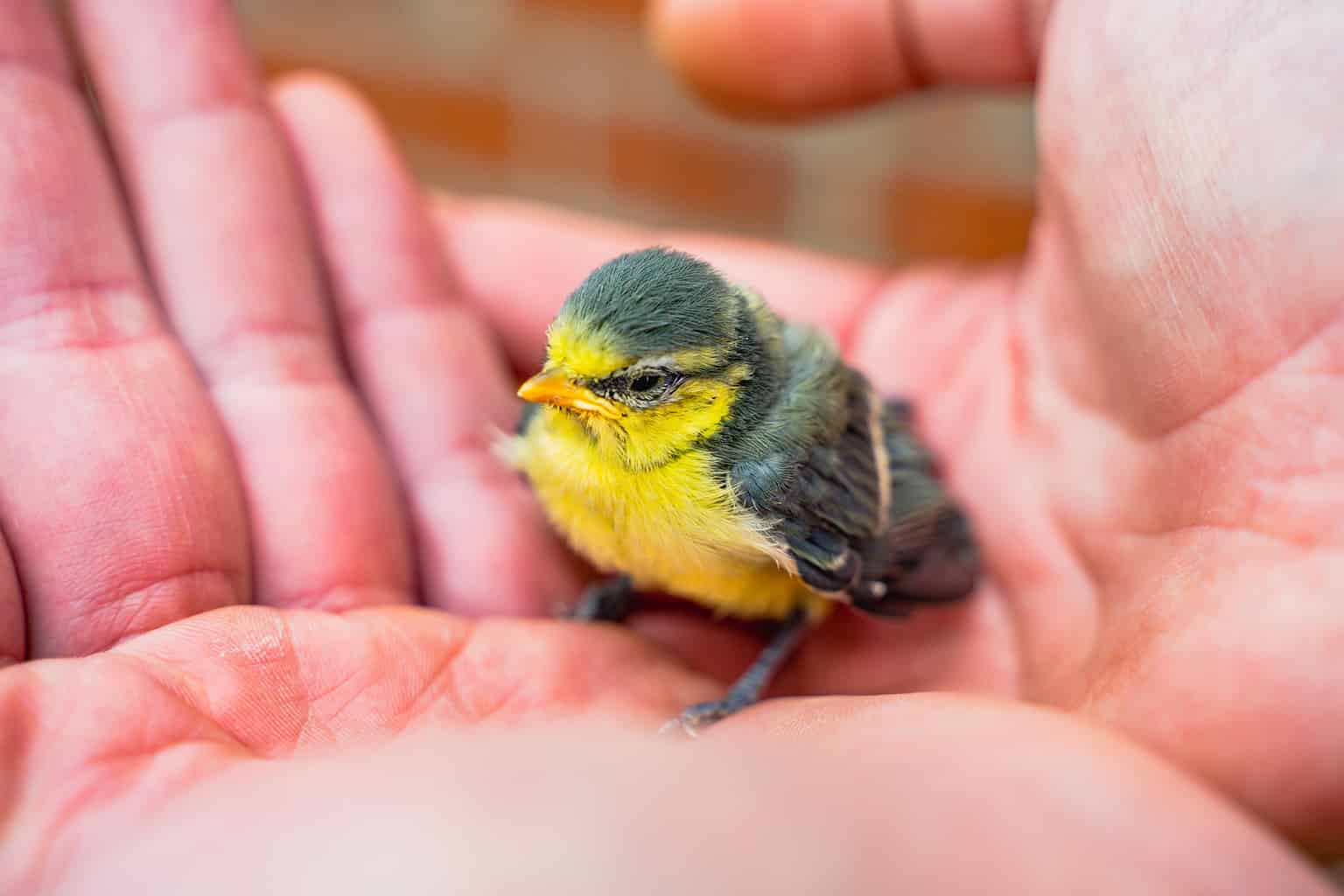 baby-bird-care-what-to-do-if-you-find-a-baby-bird-in-need-az-animals