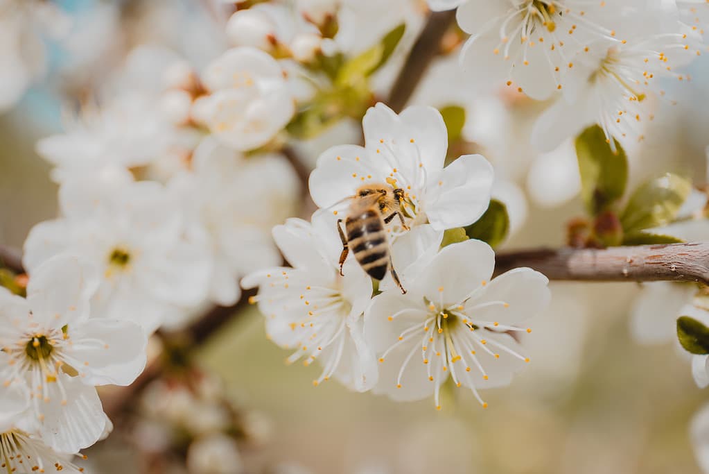 Closeup of the blooming Callery pear tree branch with white flowers and a bee.