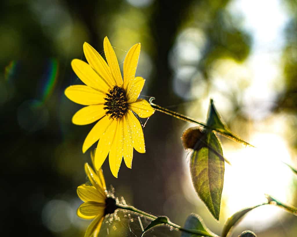Closeup shot of stiff sunflower with morning dew on the petals against a blurry sunrise