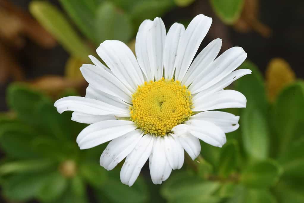 Daisies symbolize adaptability and simplicity.