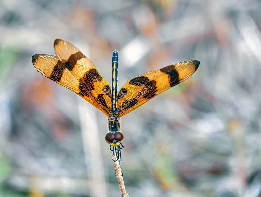 Closeup shot of a Halloween pennant (Celithemis eponina)