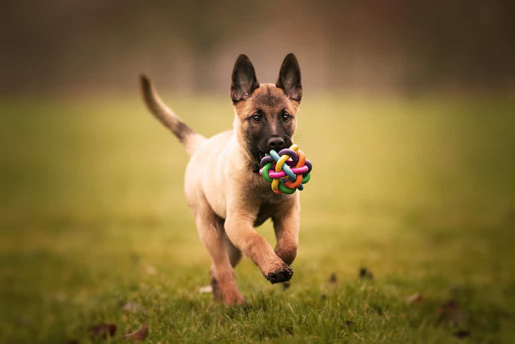 Selective focus shot of an adorable Belgian malinois puppy playing with a ball