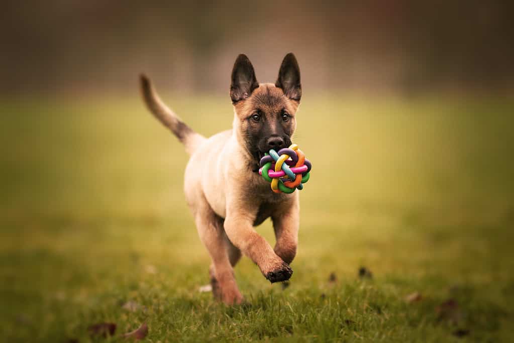 Belgian Malinois