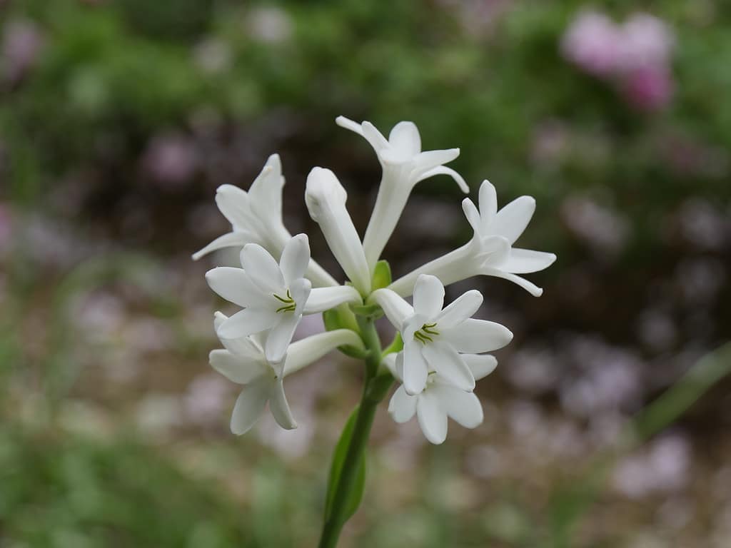 Polianthes  tuberosa