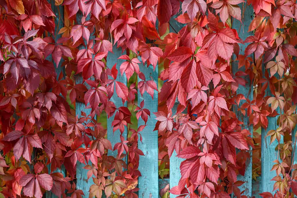 Parthenocissus in autumn with red leaves on fence
