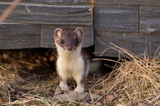 Least weasel is alert and looking from the hole under the house.