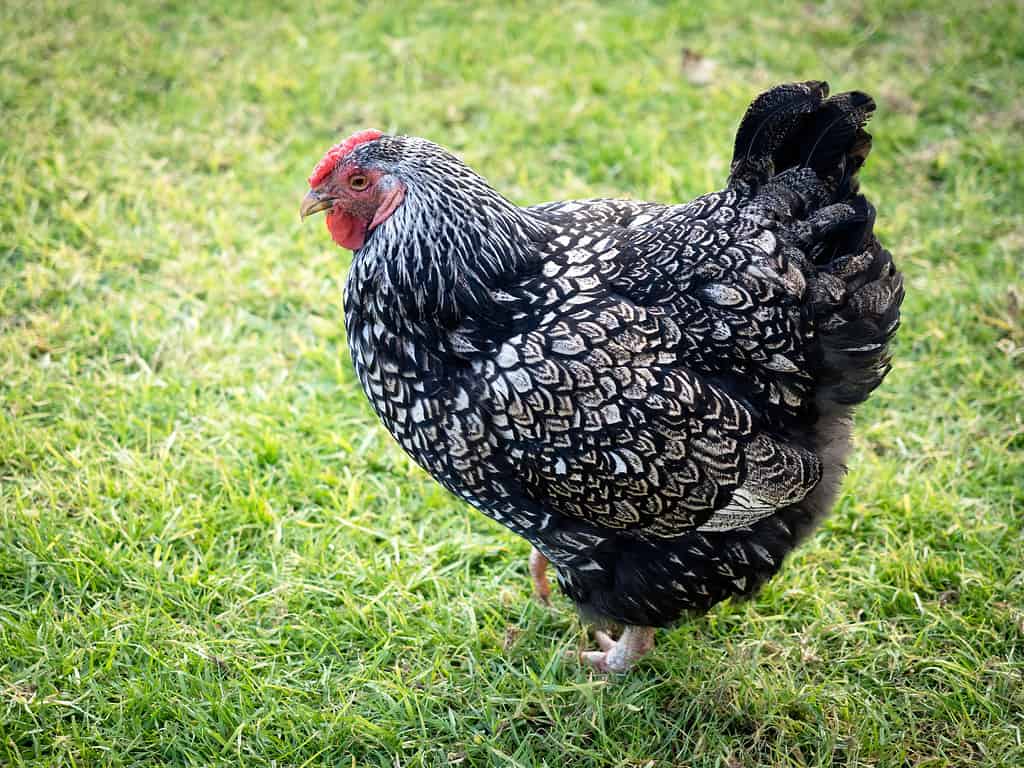 Silver laced wyandotte chicken on green grass