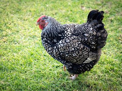 Wyandotte Chicken Eggs: Colors, Size, Cleaning Tips and More