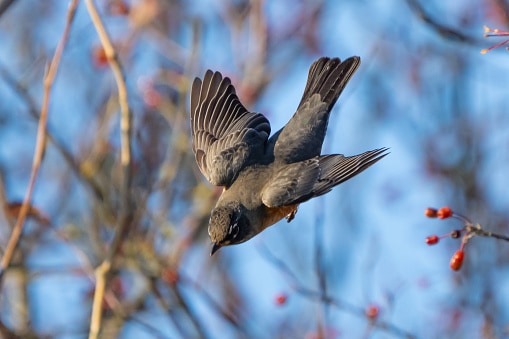 American Robin Dives Out of a Tree