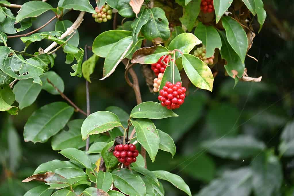 Scarlet kadsura ( Kadsura japonica ) berries.