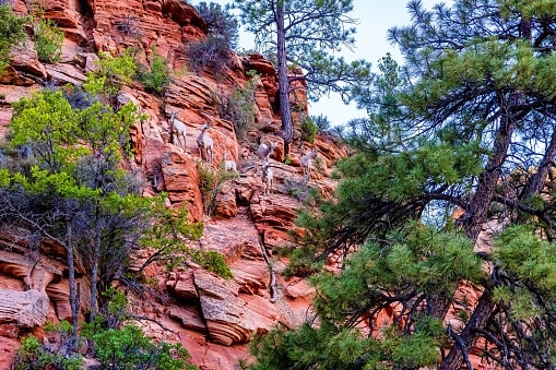 Herd of bighorn sheep climbing between a bunch of trees and rocks in Zion National park.