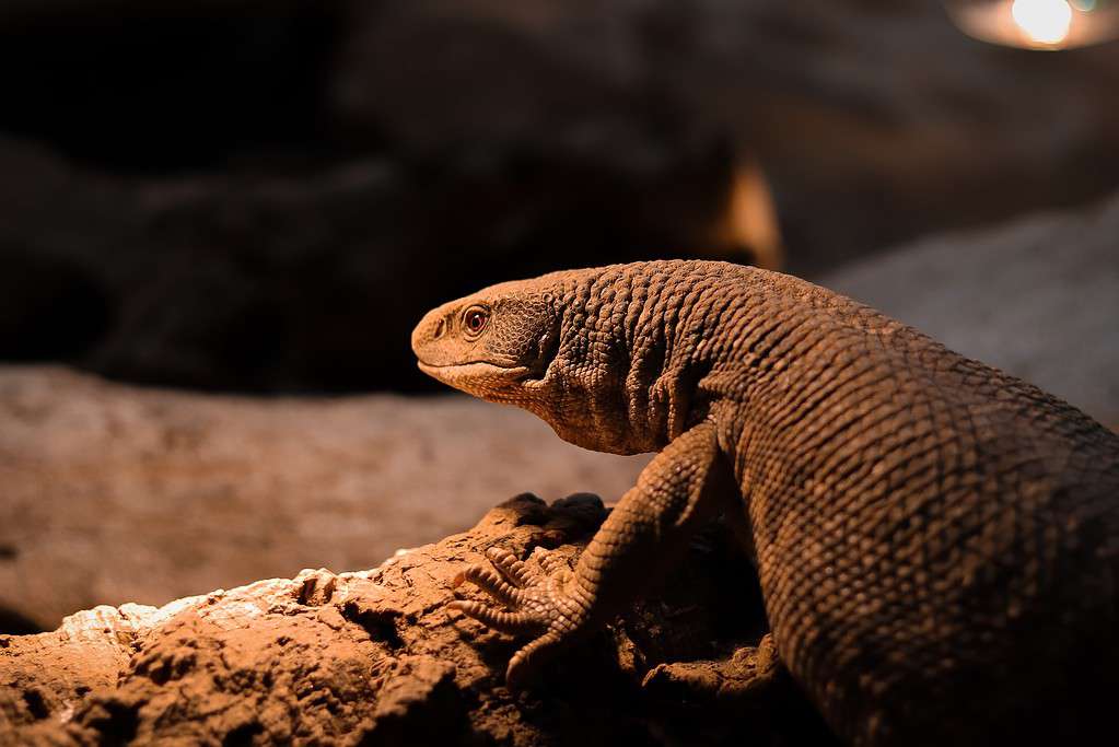 Back view of a savannah monitor lizard (Varanus exanthematicus) on a rock