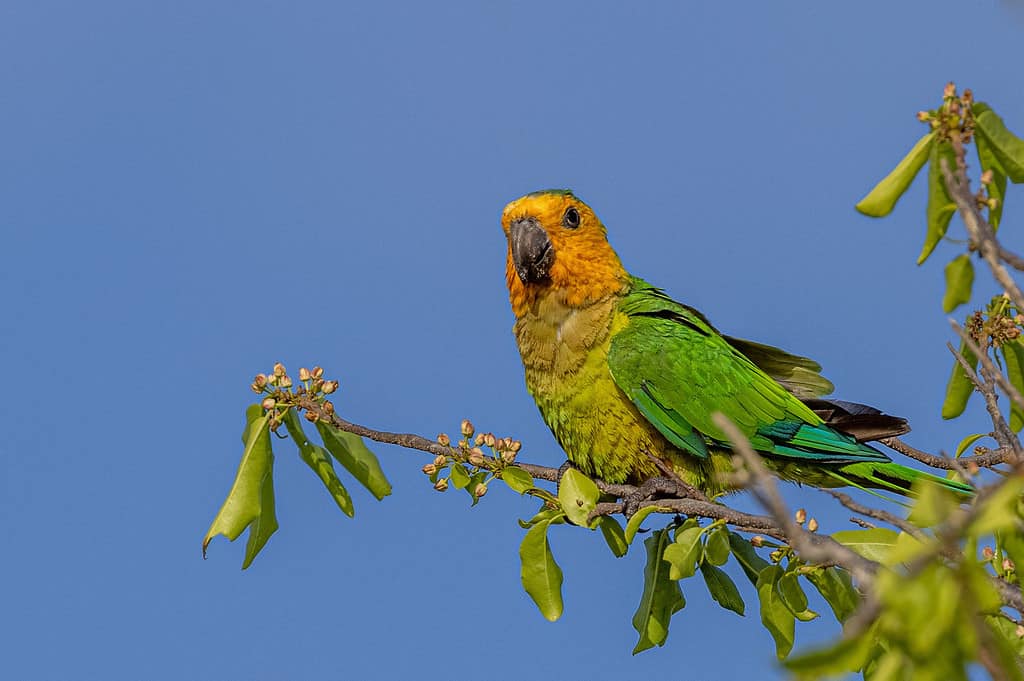 Adorable Brown-throated parakeet perched on tree branch on blue sky background